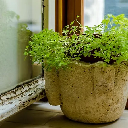 公寓 Andromeda Lovely One Bedroom 杜布罗夫尼克